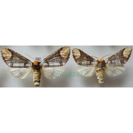 Phalera bucephala (Linnaeus, 1758) pair Narożnica zbrojówka Czech28j